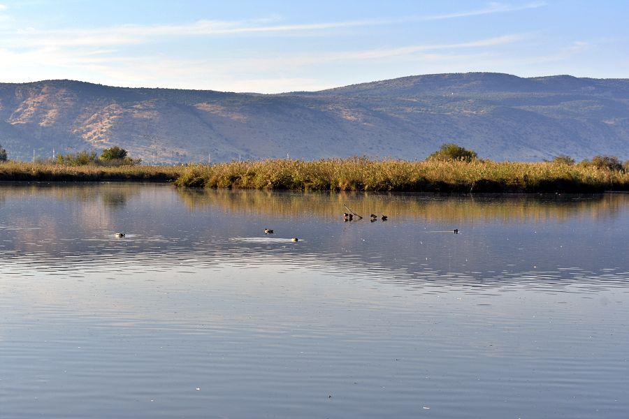 Агамон ха-Хула
