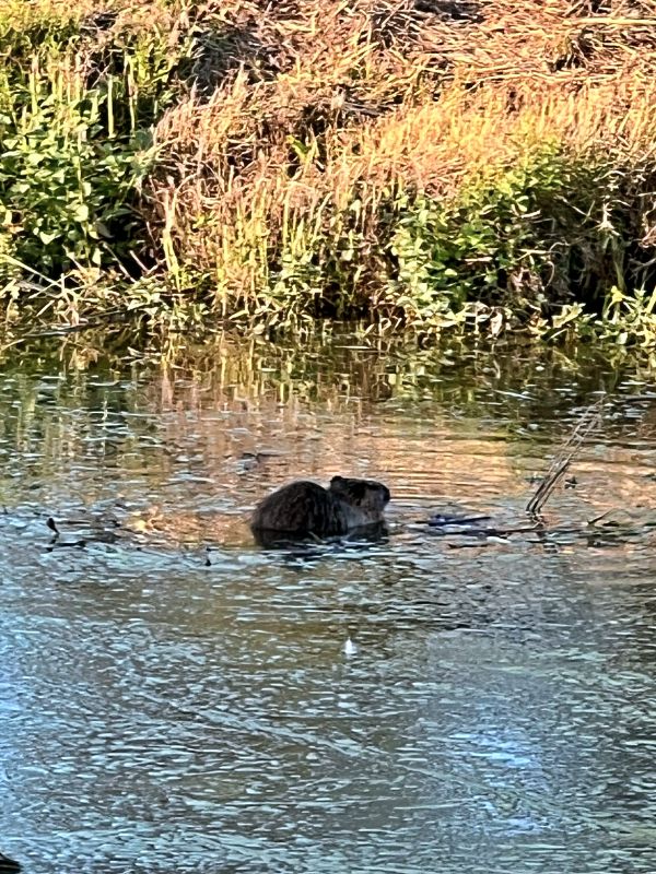 Агамон ха-Хула