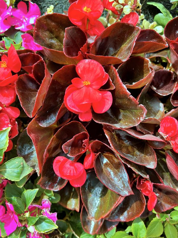 Агамон ха-Хула