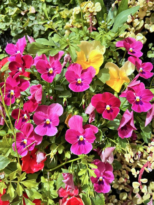 Агамон ха-Хула