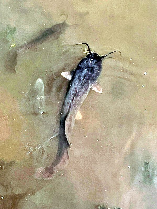 Агамон ха-Хула