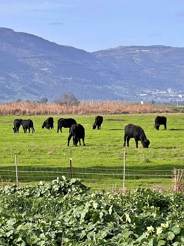 Агамон ха-Хула