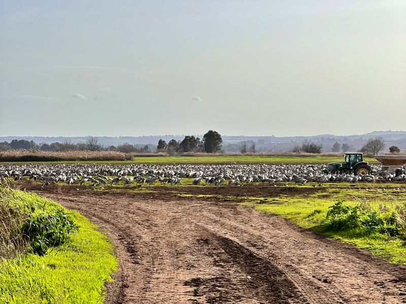 Агамон ха-Хула