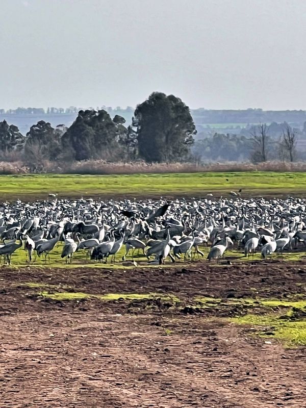 Агамон ха-Хула