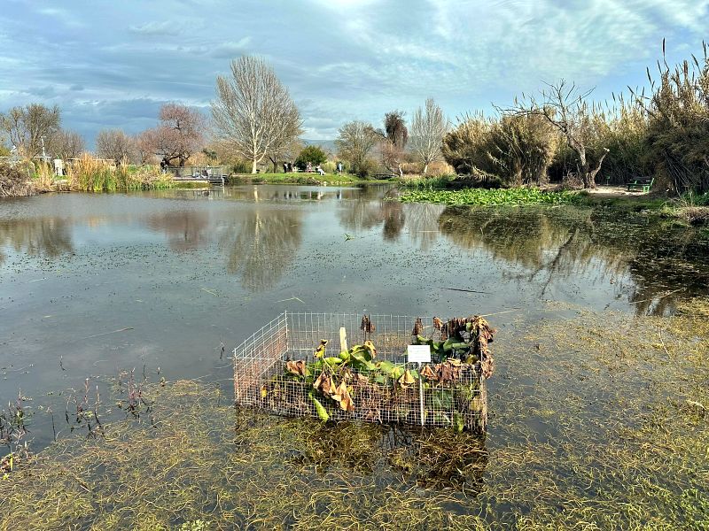 Агамон ха-Хула