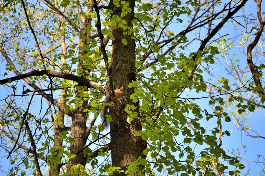 Воронцовские пруды